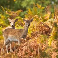 Fallow Deer 1 